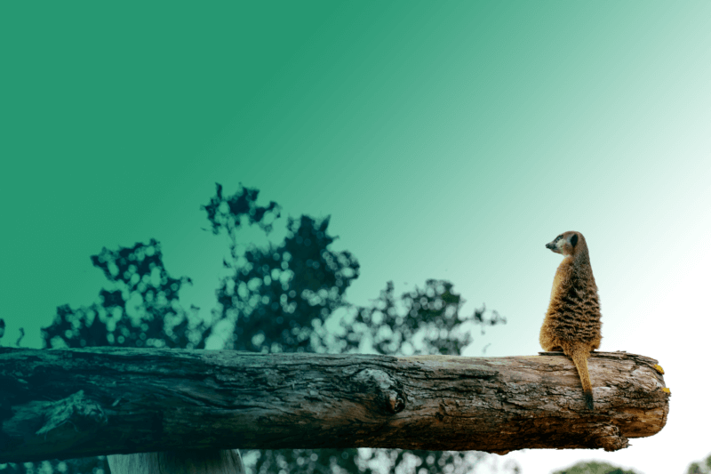 Meerkat standing on a branch looking out.