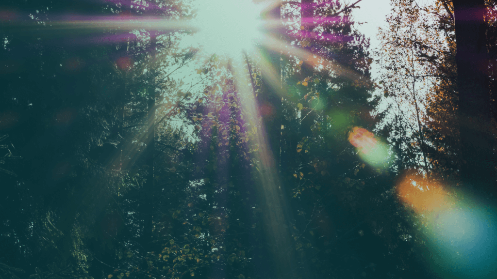 sunlight through trees